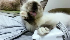 吃瓜娱乐酱社恐猫