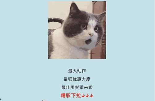 吃瓜娱乐酱社恐猫