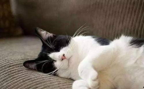 吃瓜娱乐酱社恐猫